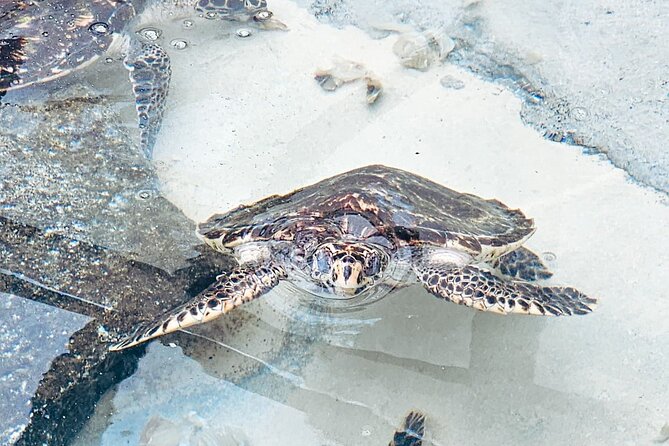 Beachcomber Island Day Trip Fiji's Authentic Island Experience - Is $117.12 a fair price?