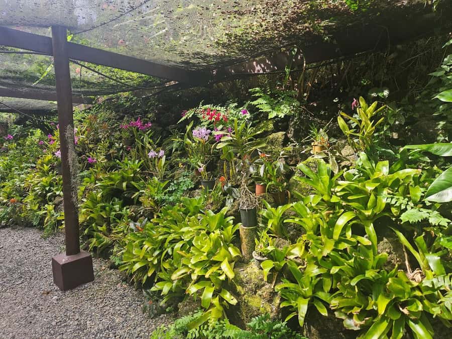 Best of Nadi Highlights - What $90 Gets You