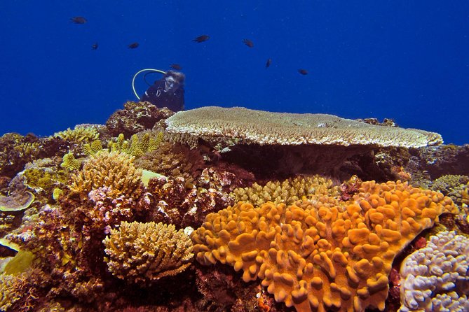 Certified Scuba Diving with Whitetip Marine Adventures team - Key points to know before you book
