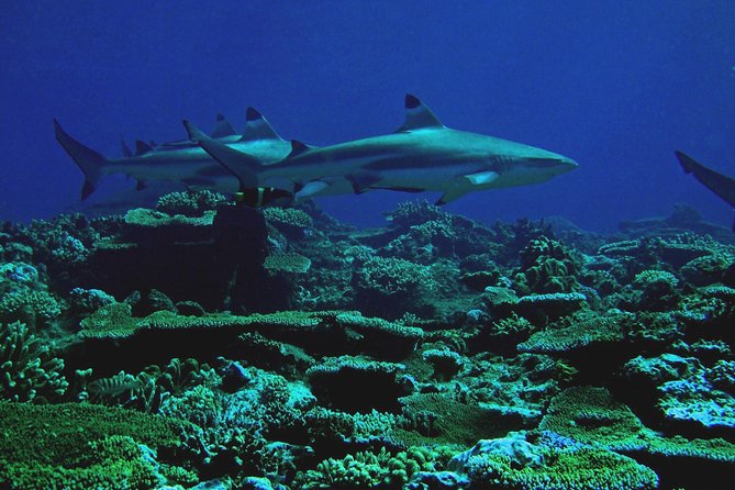 Certified Scuba Diving with Whitetip Marine Adventures team - The Salamander wreck option