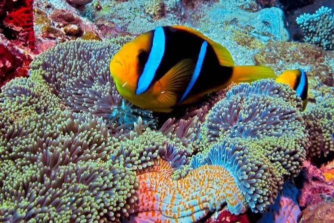 Certified Scuba Diving with Whitetip Marine Adventures team - Personal instruction from Wise and the crew