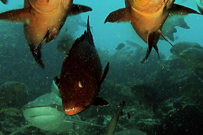 Certified Scuba Diving with Whitetip Marine Adventures team - What is included, and what you should bring