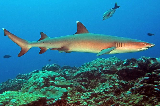 Certified Scuba Diving with Whitetip Marine Adventures team - Weather, cancellations, and the sensible booking choice