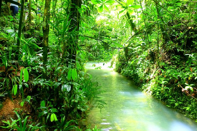 Customized Suva day tour - Colo-i-Suva, forest trails, and the waterfall
