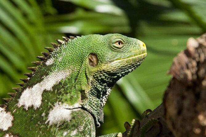 "Discover Fiji's Hidden Gems: Eco Park, Pottery Village & Dunes!" - Who will get the most from this outing