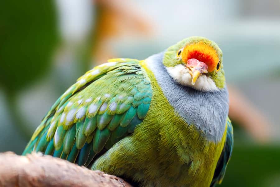 Discover Fijian Culture and Reptiles - What the $117 price really covers