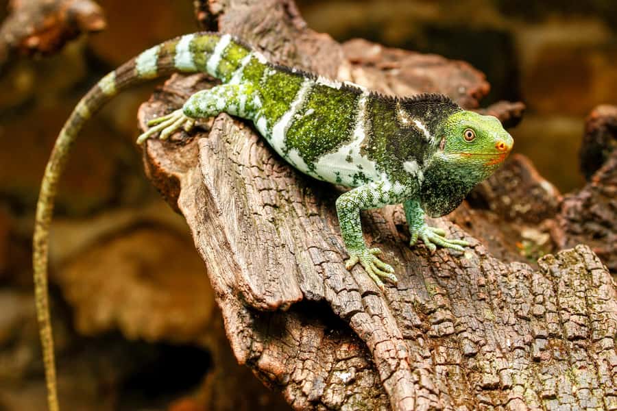 Discover Fijian Culture and Reptiles - Lawai Pottery Village and a kava welcome