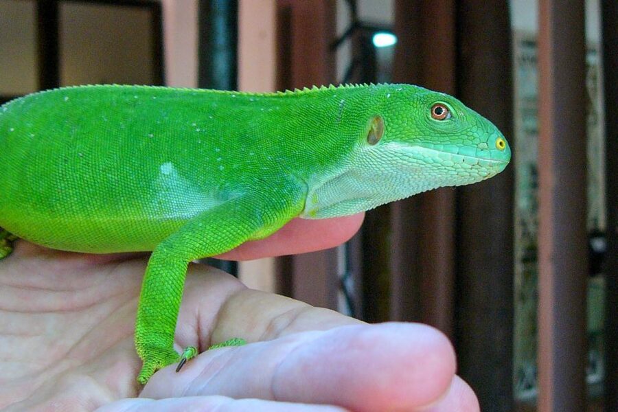 Discover Fijian Culture and Reptiles - Sigatoka Town: market, shopping, and lunch time