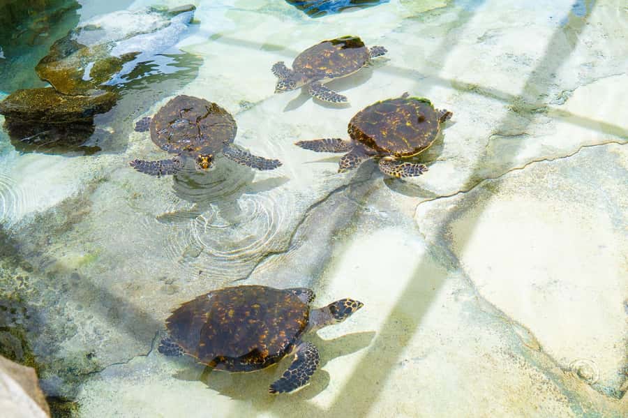 Fiji: Beachcomber Island Day Cruise with Snorkelling - How much value do you get for $142?