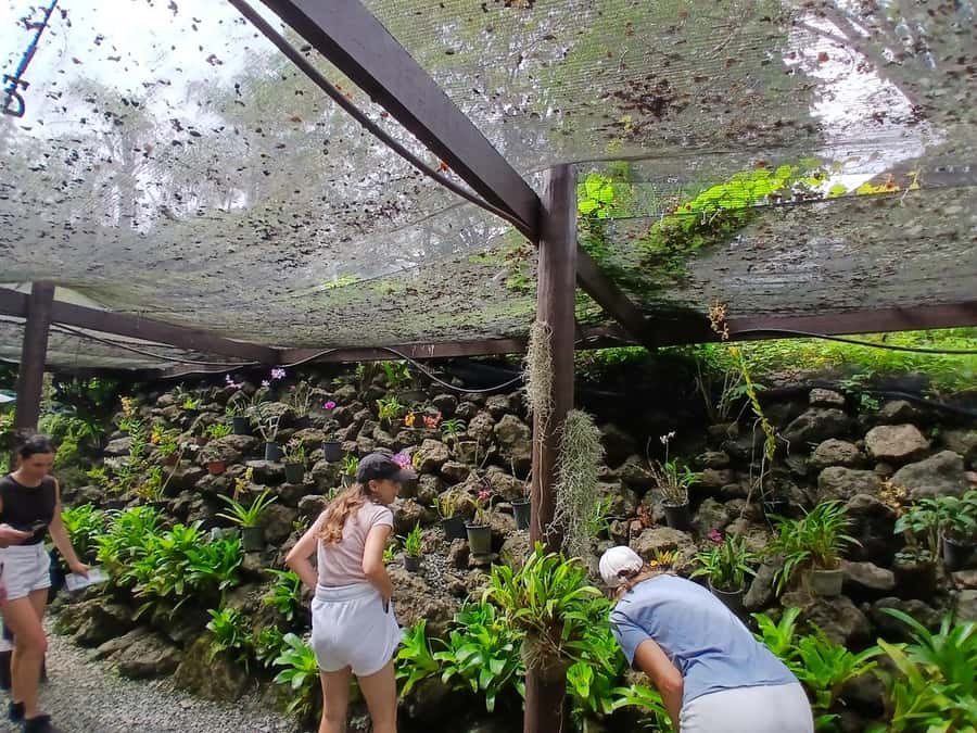 FIJI: Garden of the Sleeping Giant - The lily pond and native forest walk