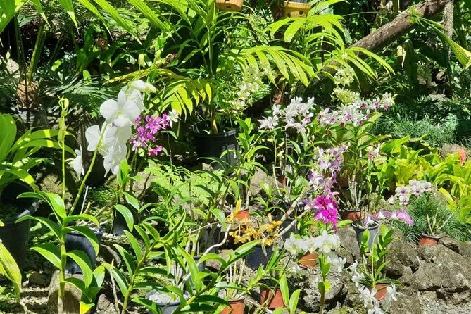 Fiji Lautoka Shore Excursions Tour - Viseisei and Fiji’s early story