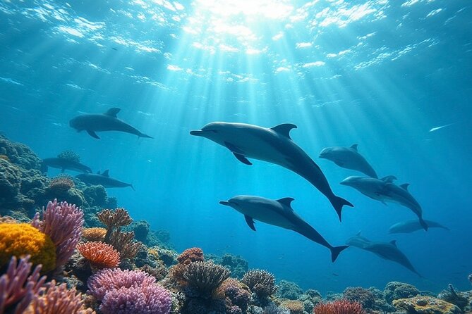 Fiji’s Best Dolphins tour and Snorkeling Adventure - Key points before you book