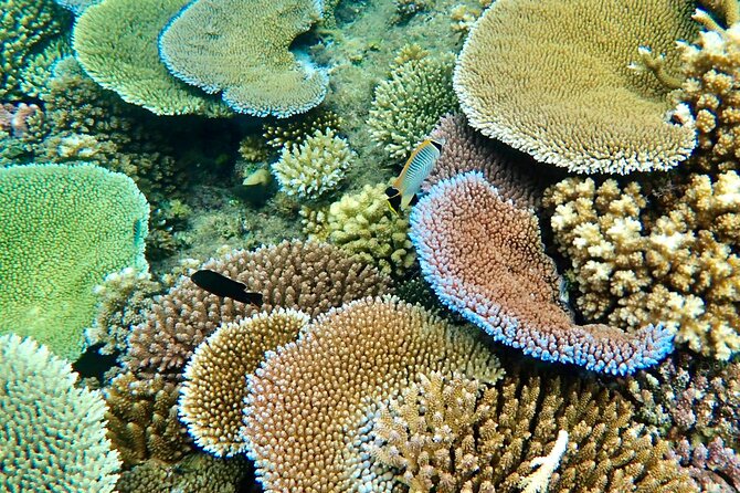 Fiji’s Best Dolphins tour and Snorkeling Adventure - The real appeal: four ocean experiences in one day