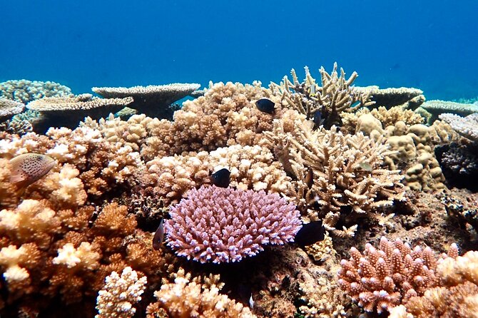 Fiji’s Best Dolphins tour and Snorkeling Adventure - Searching for dolphins across open water