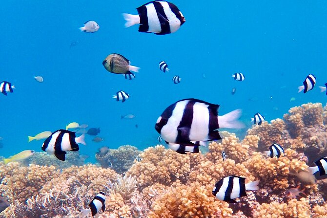 Fiji’s Best Dolphins tour and Snorkeling Adventure - Snorkeling over coral and fish