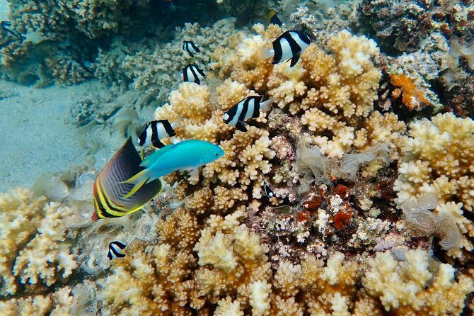 Fiji’s Best Dolphins tour and Snorkeling Adventure - Learning hand-line fishing the Fijian way