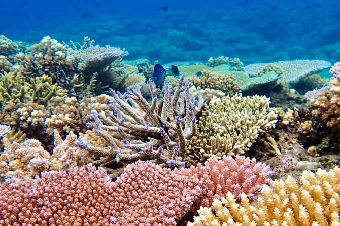 Fiji’s Best Dolphins tour and Snorkeling Adventure - Lunch, drinks, and what your $182.97 covers