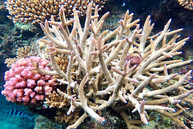 Fiji’s Best Dolphins tour and Snorkeling Adventure - From Nadi to Rakiraki and Golden Point Resort