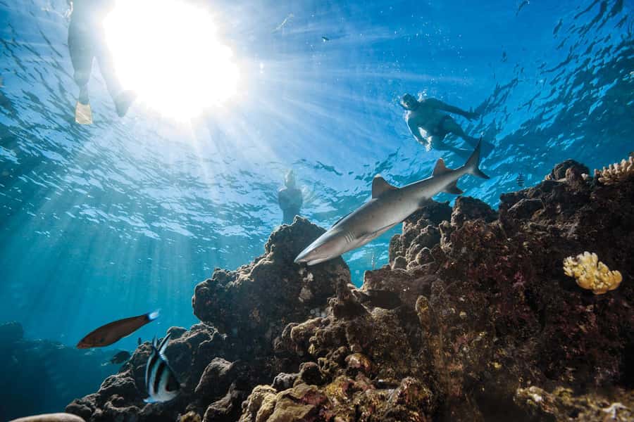 Fiji: Ultimate Encounters Snorkel with Sharks and Lunch - Key points to know before you book