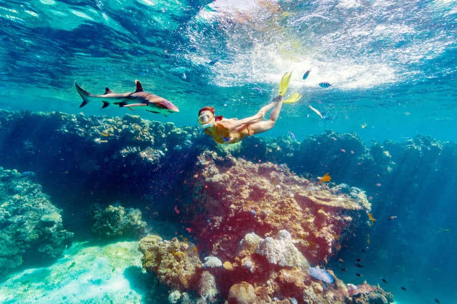 Fiji: Ultimate Encounters Snorkel with Sharks and Lunch - From Port Denarau to Barefoot Kuata