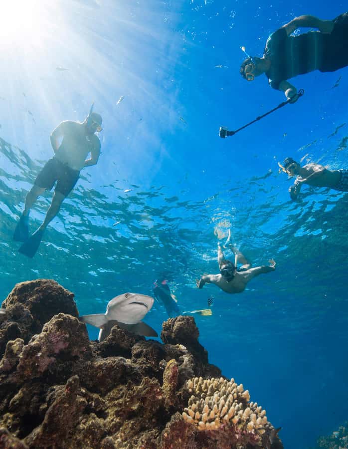 Fiji: Ultimate Encounters Snorkel with Sharks and Lunch - Five hours on Barefoot Kuata
