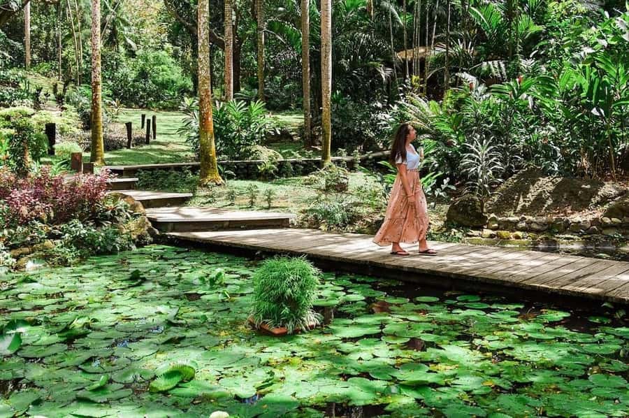Garden of Sleeping Giant with Tifajek Mudpool Hotspring Tour - From Nadi hotels to the Sleeping Giant