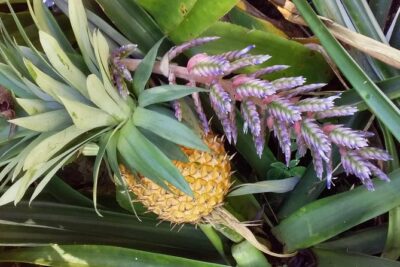 Half Day Nadi Sightseeing & Mud Pool Tour