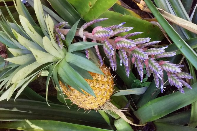 Half Day Nadi Sightseeing & Mud Pool Tour - Nadi shopping and the Namaka produce market