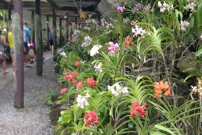 Half Day Nadi Tour incls Sri Siva Temple, Orchid Gardens,Local Village & Markets - Key points to know before booking