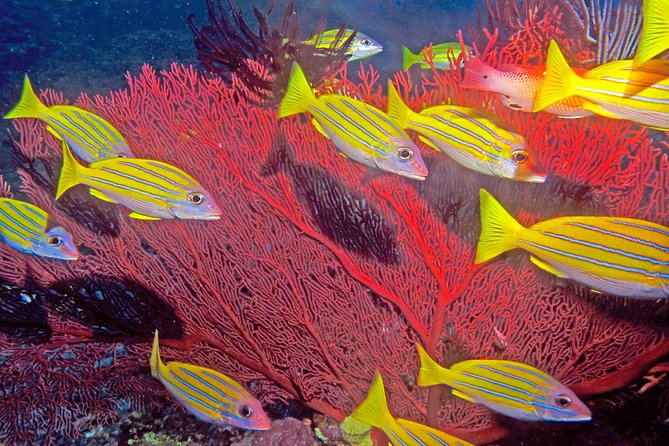 Introductory Scuba Dive experience - Whitetip Marine Adventures - Two sessions, two views of Fiji’s marine life