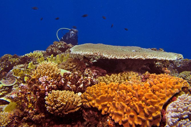 Introductory Scuba Dive experience - Whitetip Marine Adventures - The boat ride is part of the trade-off