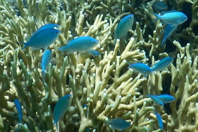 Introductory Scuba Dive experience - Whitetip Marine Adventures - Who will enjoy this most?