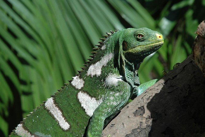 Kula Eco Park Admission - Following the wooden paths into the canopy