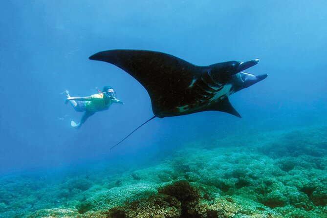 Manta Ray Experience - Key points to know before booking