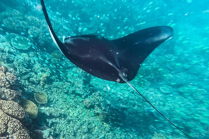 Manta Ray Experience - Why the manta encounter is worth the gamble