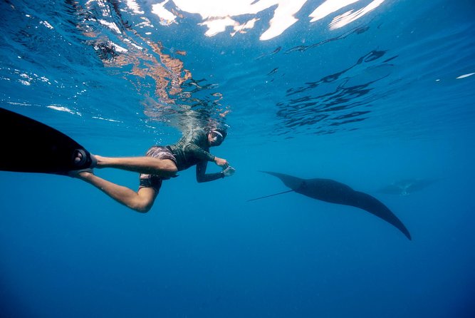 Manta Ray Experience - The 75-minute guided manta session