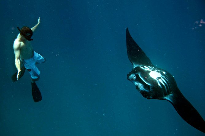 Manta Ray Experience - The schedule can feel rushed