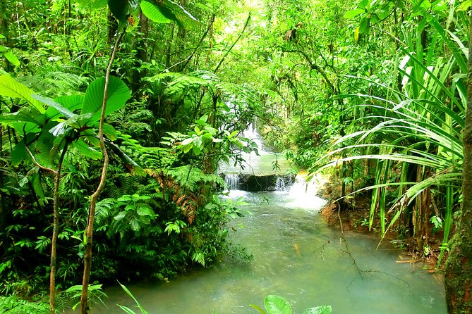 Private Suva Nature and Waterfall Tour - What the trail demands from you