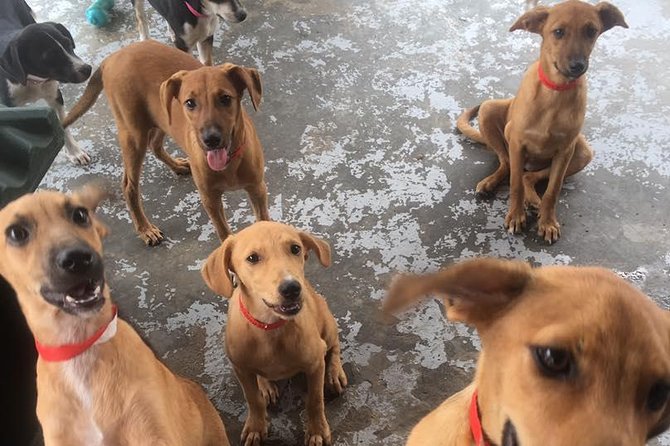 Shelter Visit & Tour - Helping animals become ready for adoption
