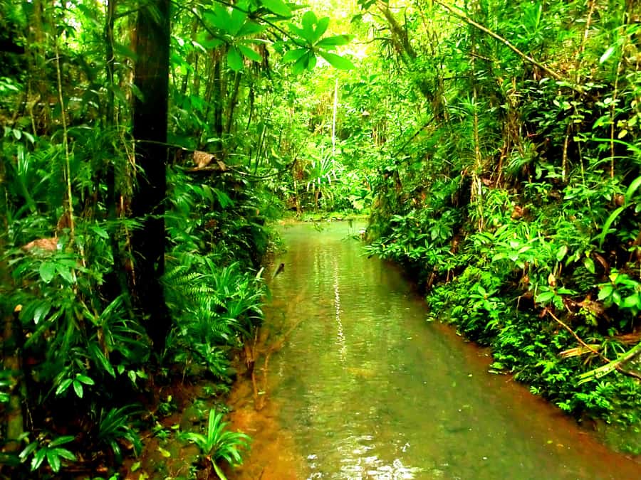 Suva: Fijian Nature and Waterfall Tour - The guides shape the experience