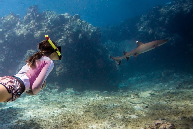Ultimate Encounter Snorkel with Sharks in Fiji - Key points to know before you book