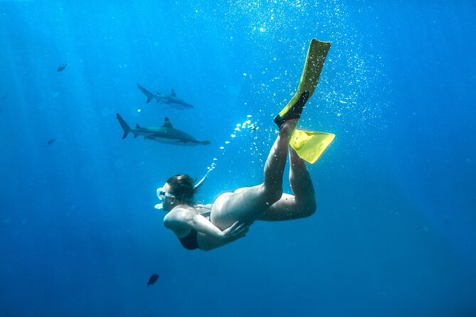Ultimate Encounter Snorkel with Sharks in Fiji - Meeting reef sharks near Kuata Island