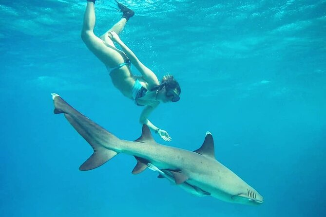 Ultimate Encounter Snorkel with Sharks in Fiji - Barefoot Kuata Island, lunch, and the resort facilities