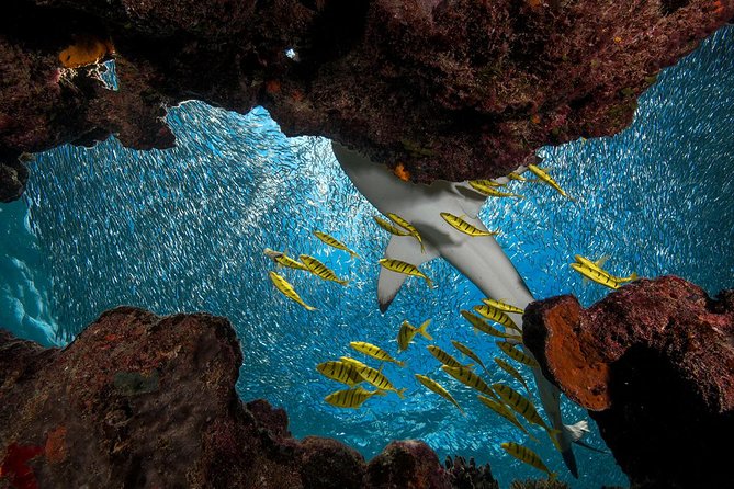 Ultimate Encounter Snorkel with Sharks in Fiji - What the 30 to 45 minutes in the water feels like