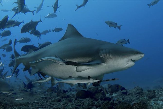 Ultimate Shark Encounter Two Tank Dive at The World Famous Beqa Lagoon - Key points to know before booking