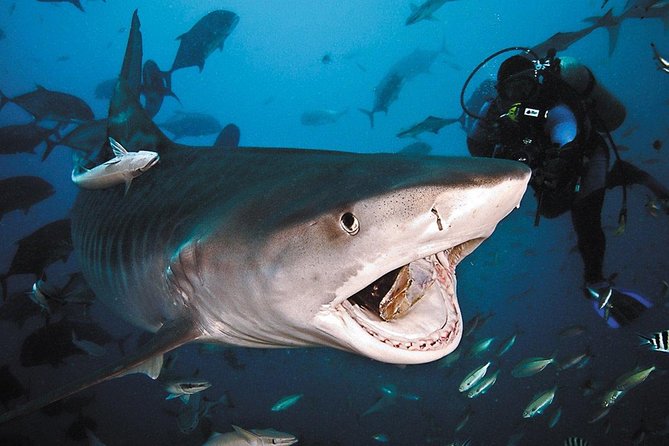 Ultimate Shark Encounter Two Tank Dive at The World Famous Beqa Lagoon - The 8:00 am start at The Pearl South Pacific