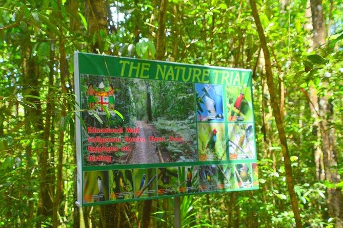 Waterfalls and Nature Tour - Walking beneath the forest canopy